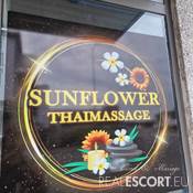 🌻🌻SUN-FLOWER 🌻🌻